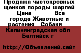Продажа чистокровных щенков породы шарпей › Цена ­ 8 000 - Все города Животные и растения » Собаки   . Калининградская обл.,Балтийск г.